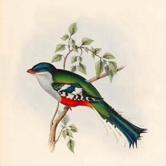 Trogon Temnurus - Cuba Trogon by John Gould