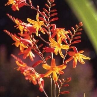 Tropical Flower by James P. McVey