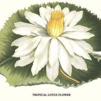 Tropical Lotus Flower by Louis Benoit Van Houtte