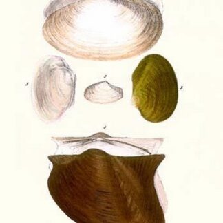 Trough Shell By John Mawe