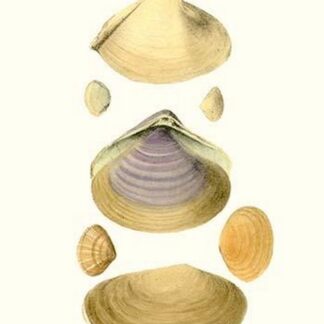 Trough Shells By John Mawe