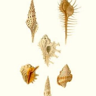 Trumpet Shells By John Mawe