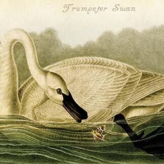 Trumpeter Swan by John James Audubon #2