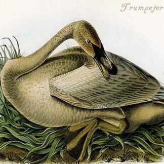 Trumpeter Swan by John James Audubon #3