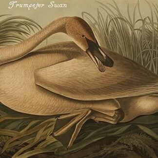 Trumpeter Swan by John James Audubon