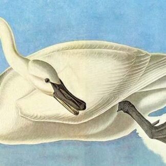 Trumpeter Swan by John James Audubon #4