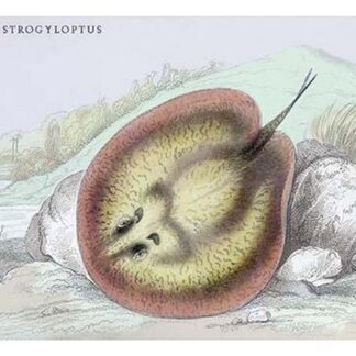 Trygon Strofyloptus by Robert H. Schomburgk