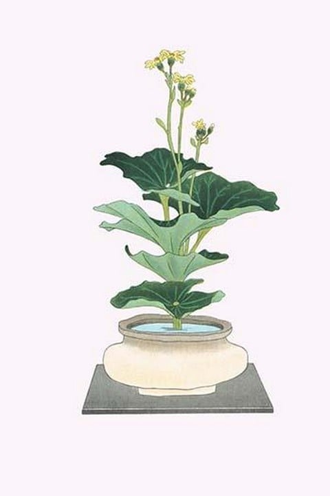 Tsuwa-buki (Ligularia Tussilagineana) in a wide mouth Tsubo by Josiah Conder #2