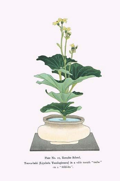 Tsuwa-buki (Ligularia Tussilagineana) in a wide mouth Tsubo by Josiah Conder