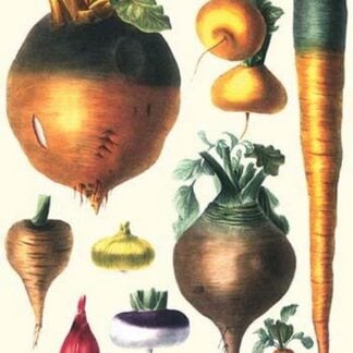 Tubers II by Philippe-Victoire Lev que de Vilmorin