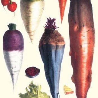 Tubers III by Philippe-Victoire Lev que de Vilmorin