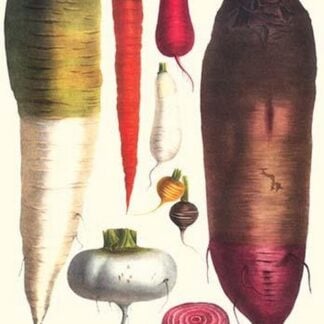 Tubers by Philippe-Victoire Lev que de Vilmorin