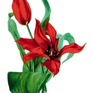 Tulipa Tubergeniana by H.G. Moon