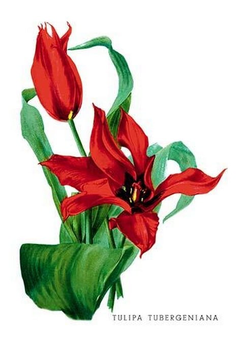 Tulipa Tubergeniana by H.G. Moon