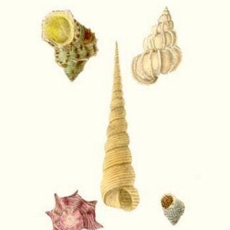 Turban Shells By John Mawe