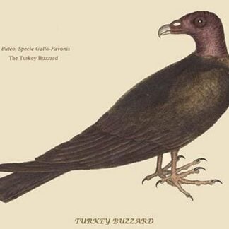 Turkey Buzzard by Mark Catesby