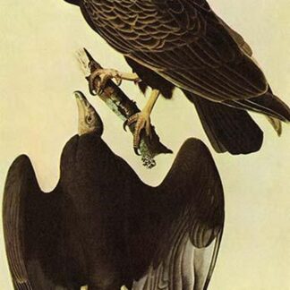 Turkey Vulture by John James Audubon