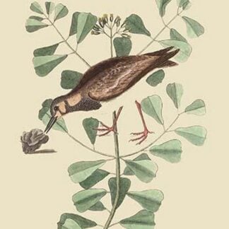 Turn Stone or Sea Dottrel by Mark Catesby