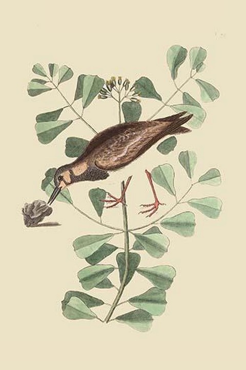 Turn Stone or Sea Dottrel by Mark Catesby