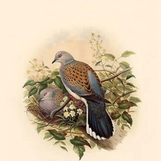 Turtur Auritus - Turtledove by John Gould
