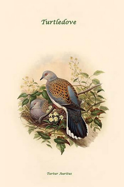 Turtur Auritus - Turtledove by John Gould
