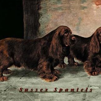 Two Champion Sussex Spaniels