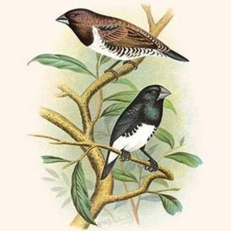 Two Colored Mannikin by Frederick William Frohawk