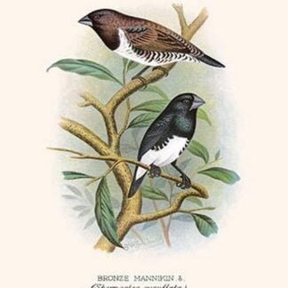 Two Colored Mannikin by Frederick William Frohawk