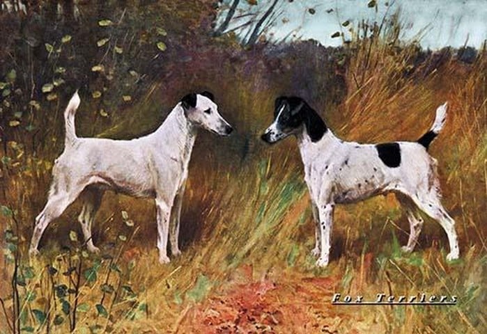 Two Fox Terriers