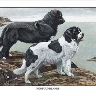 Two Newfoundlands by Louis Agassil Fuertes