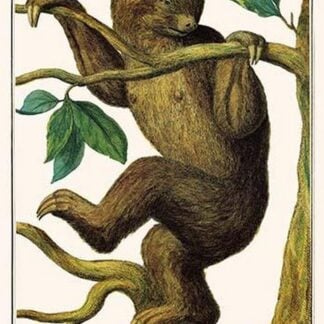 Two Toed Sloth by Albertus Seba
