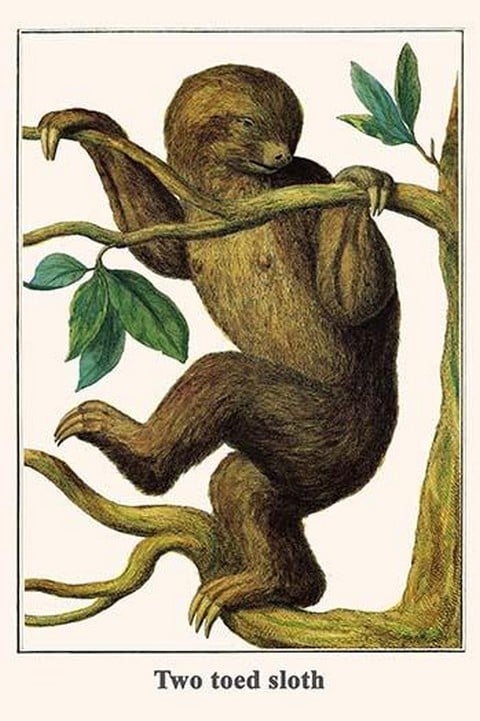 Two Toed Sloth by Albertus Seba