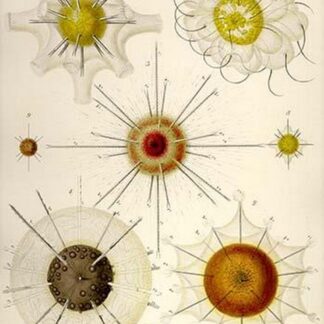 Types of Acanthometra by Ernst Haeckel