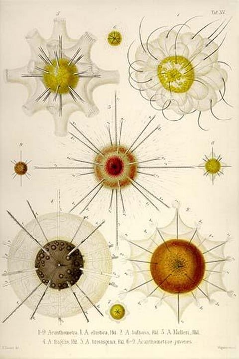 Types of Acanthometra by Ernst Haeckel