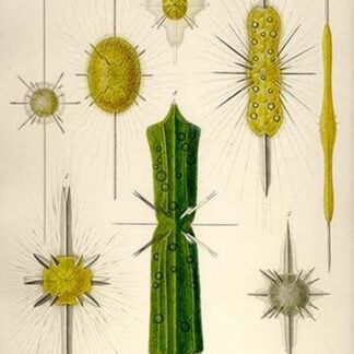 Types of Amphilonche by Ernst Haeckel