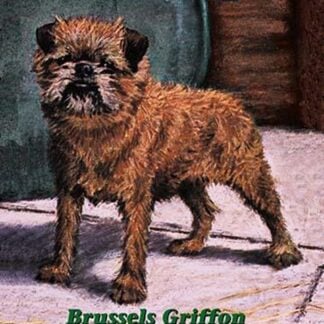 Typical Brussels Griffon Champion