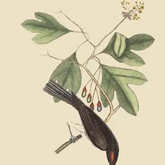 Tyrant by Mark Catesby