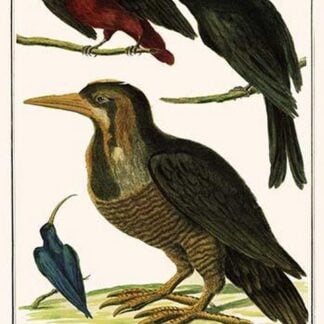 Ultramarine Grosbeak