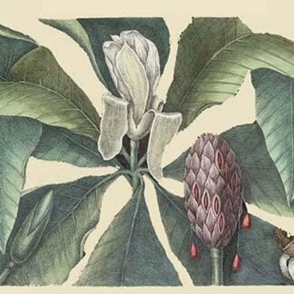 Umbrella Tree by Mark Catesby