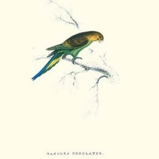 Undulated Parakeet - Nelopsittacus Undulatus by Edward Lear