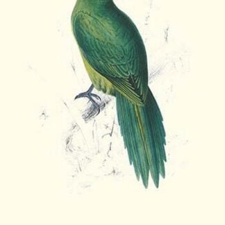 Uniform Parakeet - Cyanoramphus Unicolor by Edward Lear