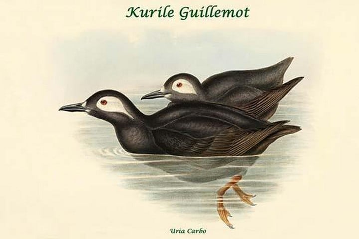 Uria Carbo - Kurile Guillemot by John Gould
