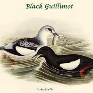 Uria Grylle - Black Guillimot by John Gould