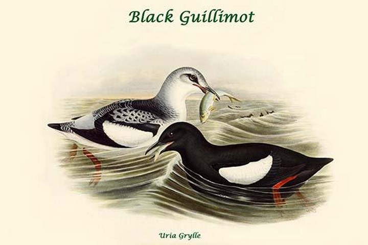 Uria Grylle - Black Guillimot by John Gould