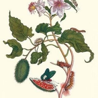 Urucu Tree a Phidias Firetip Butterfly by Maria Sibylla Merian