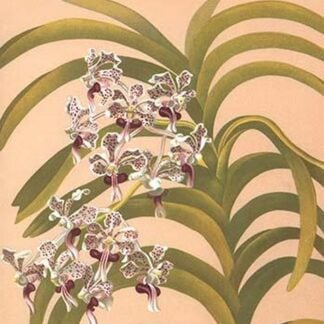 Vanda Suavis by Henry George Moon
