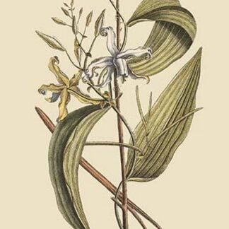 Vanilla Plant by Mark Catesby