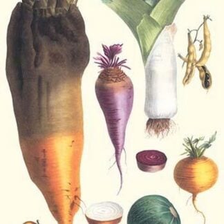 Various Vegetables by Philippe-Victoire Lev que de Vilmorin