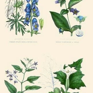 Vegetable Poisons. Wolf's Bane or Monk's Hood