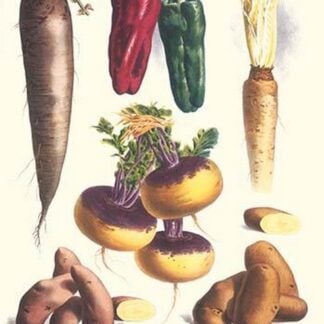 Vegetables; Bell peppers